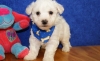 Lovable Tiny Healthy Bichon Frise Puppies Registred 